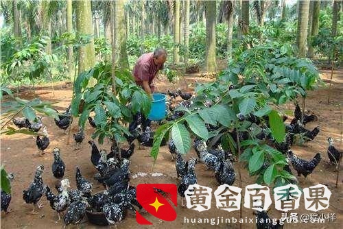 农村人在家干什么挣钱？农村人在家做什么好？