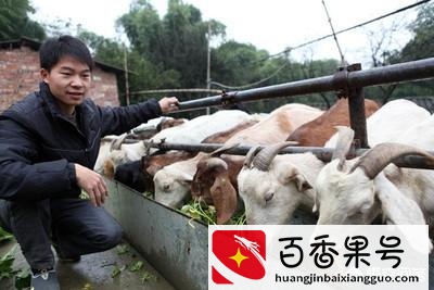 未来养猪和养羊哪个利润大