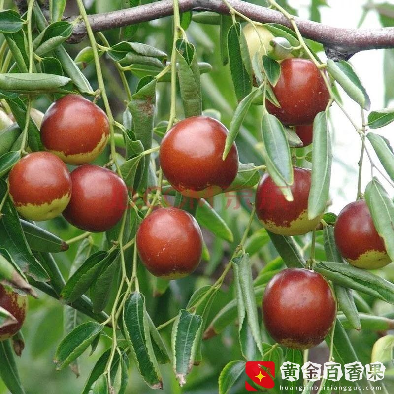 最适合庭院种植的六种果树，镇宅护院，富贵吉祥
