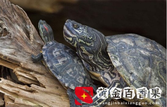 养龟对风水的影响，看到吓一跳！