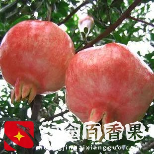 最适合庭院种植的六种果树，镇宅护院，富贵吉祥