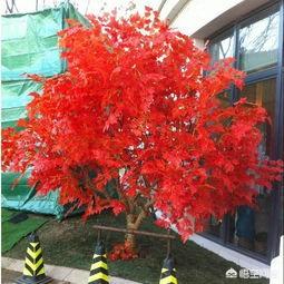闲置土地种什么树木挣钱