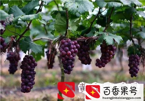 最适合庭院种植的六种果树，镇宅护院，富贵吉祥
