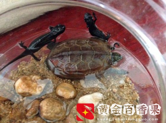 养龟对风水的影响，看到吓一跳！