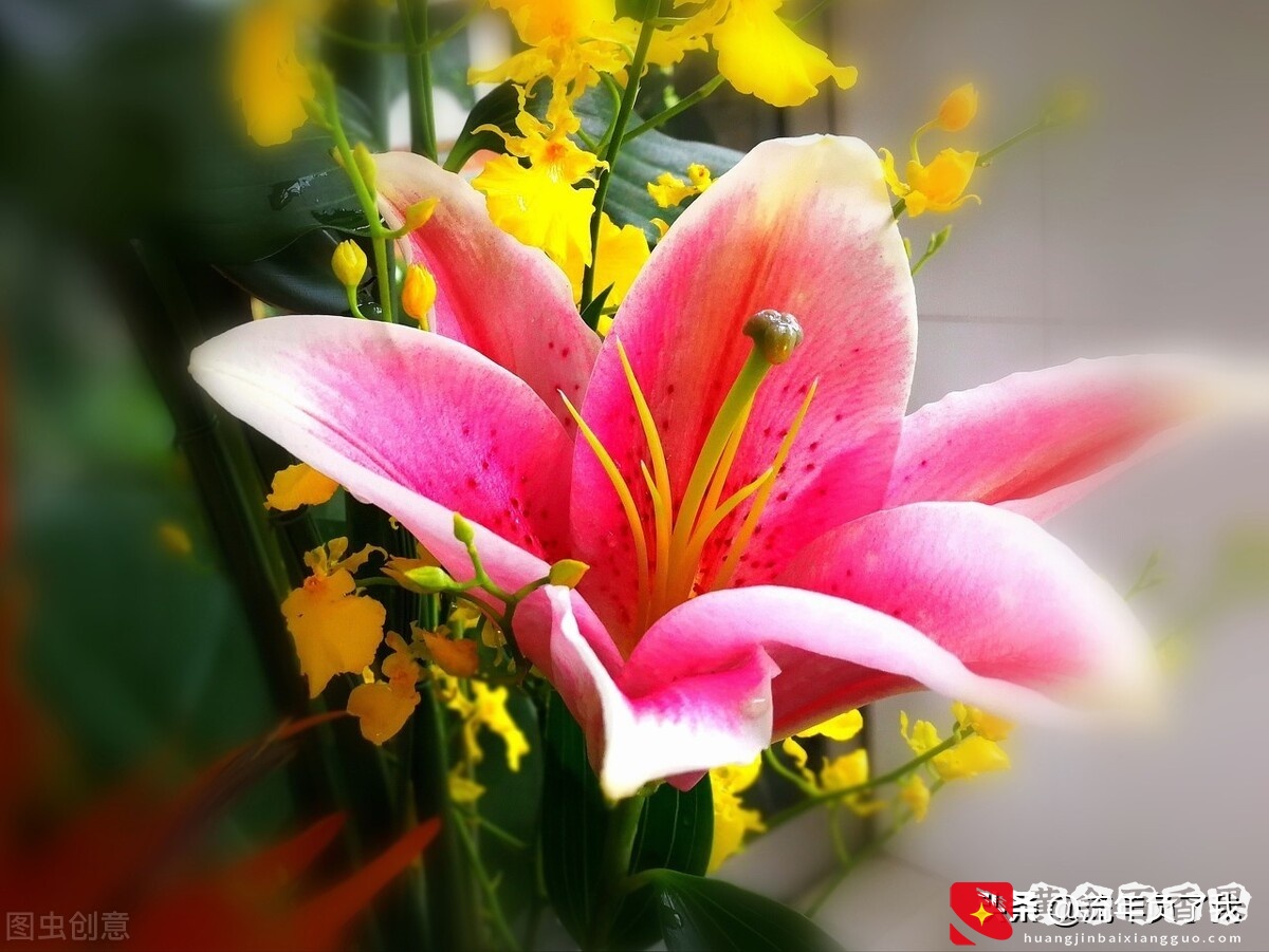 如何做到心无杂念不胡思乱想，奉劝你这样做，一次只抓一只兔子