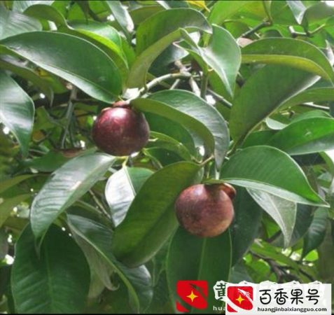 山竹长在土里还是树上？山竹的产地主要在哪里？