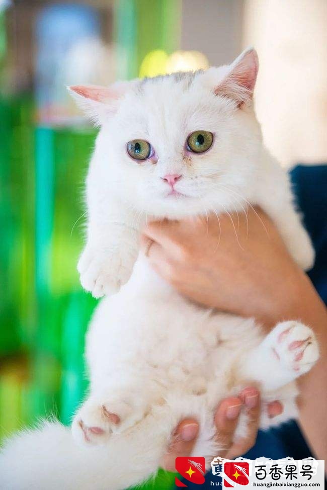 养一只猫要花多少钱呢？