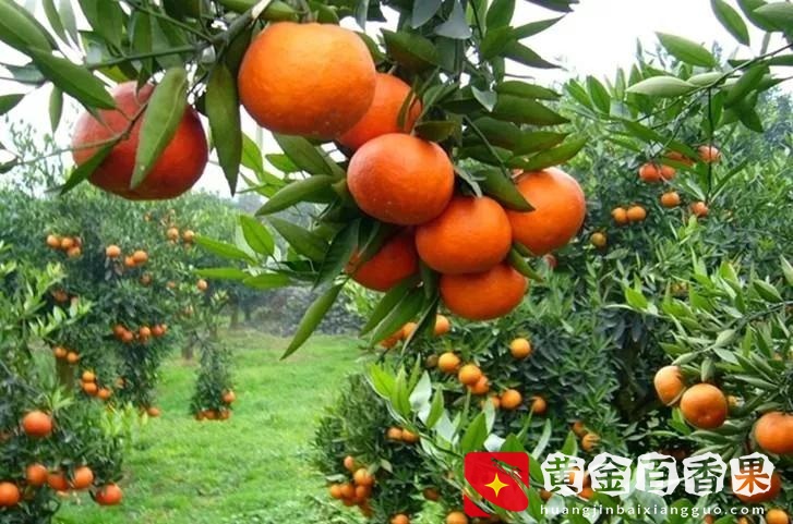 最适合庭院种植的六种果树，镇宅护院，富贵吉祥