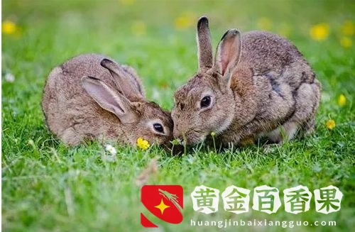 在2022，什么能通过种植和养殖赚钱？