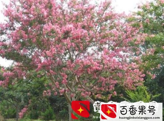 家门口不要瞎种树！老人常说“四种树”，不仅镇宅，还能招财进宝