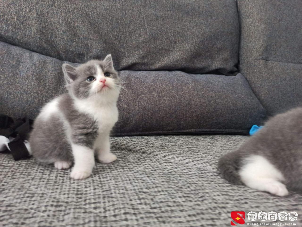 养一只猫要花多少钱呢？