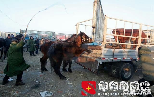 蒙古马多少钱一匹？内蒙古马卖多少钱一匹？