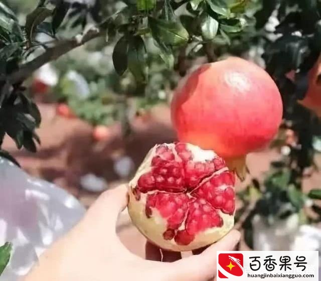 最有前景的经济果树？未来种植什么果树经济效益好？