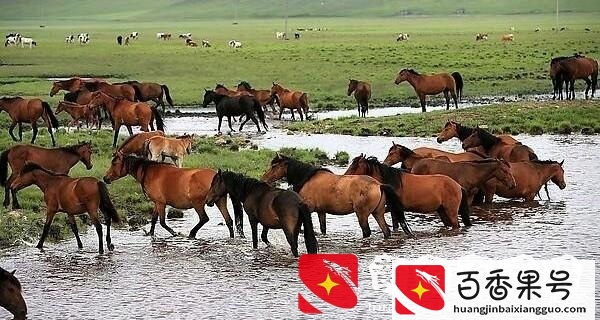 蒙古马多少钱一匹？内蒙古马卖多少钱一匹？