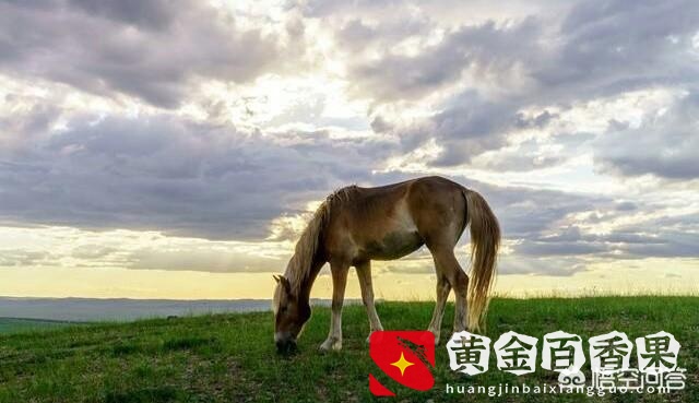 蒙古马多少钱一匹？内蒙古马卖多少钱一匹？
