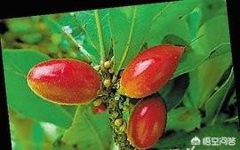 最有前景的经济果树？未来种植什么果树经济效益好？