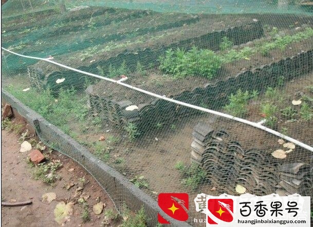 养殖蝎子的成本和利润
