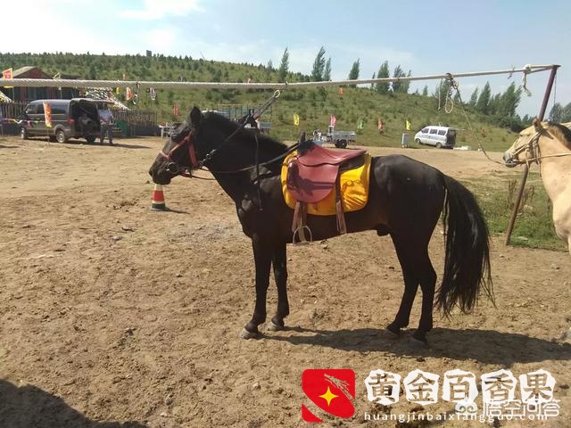 蒙古马多少钱一匹？内蒙古马卖多少钱一匹？