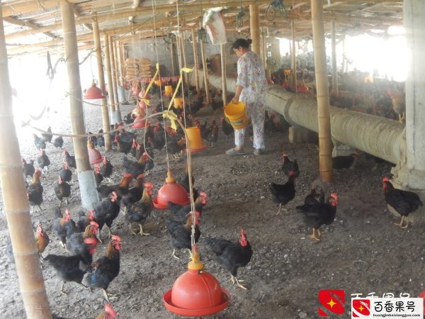 2022年准备养殖放养鸡：放养鸡的利润与成本，详细核算分析