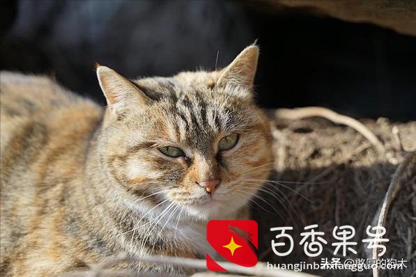 为什么不能养狸花猫？