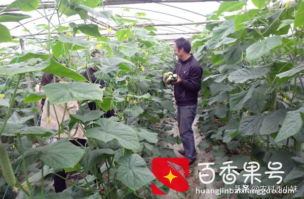 黄瓜种植怎么管理才好？黄瓜的定植技术和田间管理方法