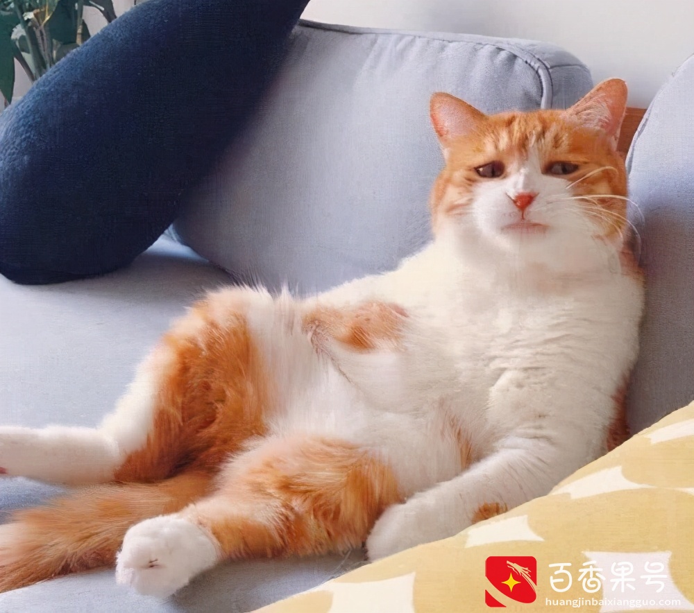 “脾气最好”的6种猫，温顺不伤人，最适合新手养