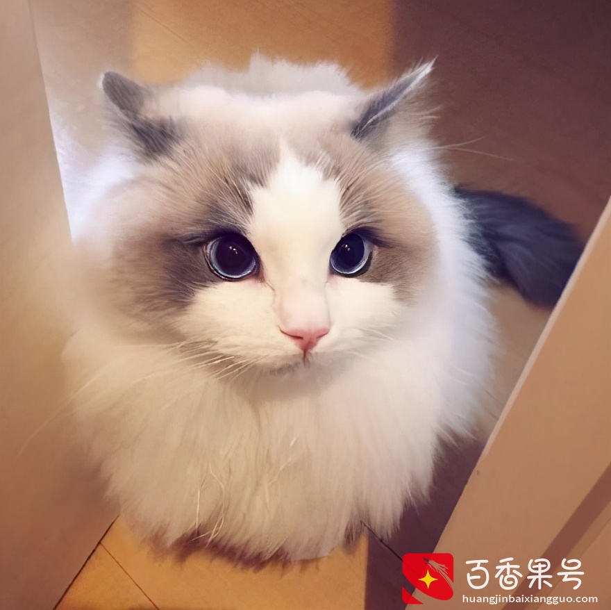 “脾气最好”的6种猫，温顺不伤人，最适合新手养