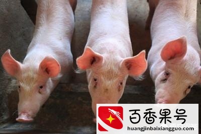 冬天养猪要注意什么事项