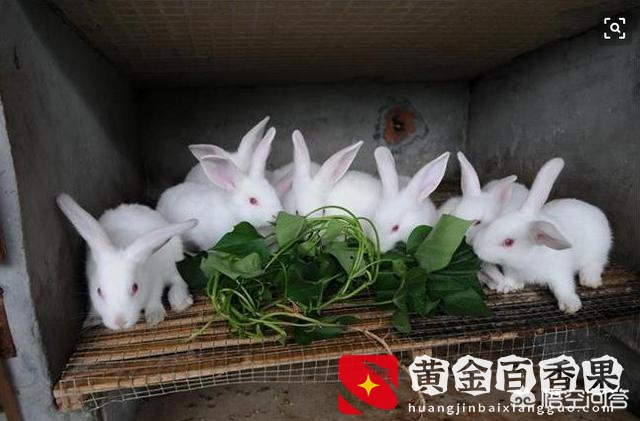 养一千只兔子一年利润？养一千只兔子一年能赚多少钱？