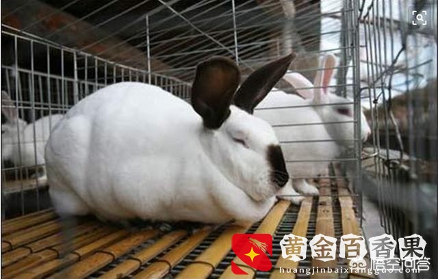 养一千只兔子一年利润？养一千只兔子一年能赚多少钱？