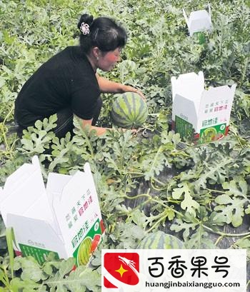 农业种植什么项目前景好挣钱多