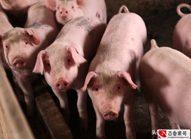 农村自繁自育养猪户，今年每养一头300斤重的猪究竟要亏多少钱？
