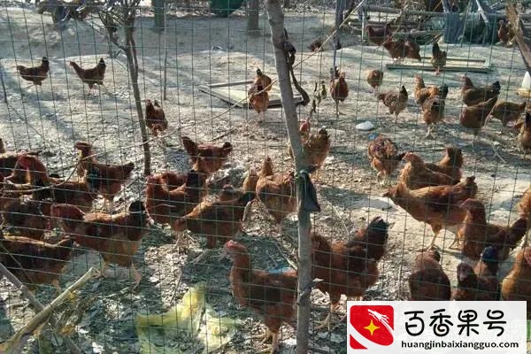 现在养殖业什么前景最好