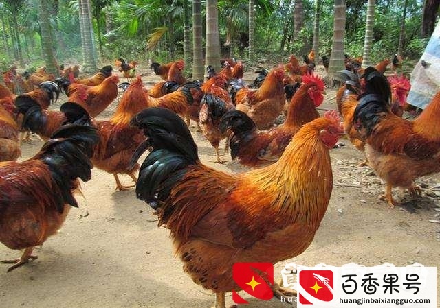 农家土鸡40元一斤贵吗