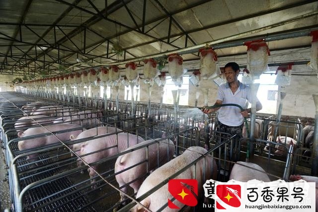 养100头猪国家补贴多少钱