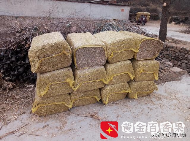 养殖业什么最赚钱农村