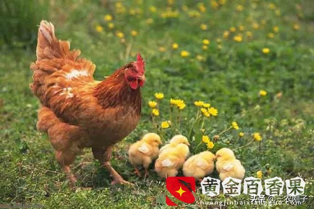 纯土鸡卖160元一只贵吗？纯土鸡多少钱一斤？