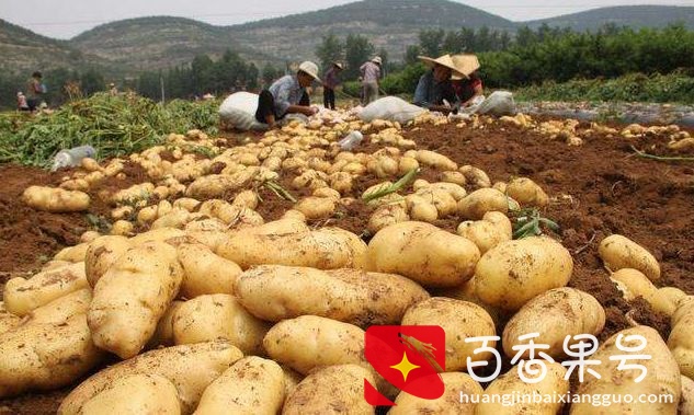 马铃薯什么时候种植？马铃薯的种植时间和方法
