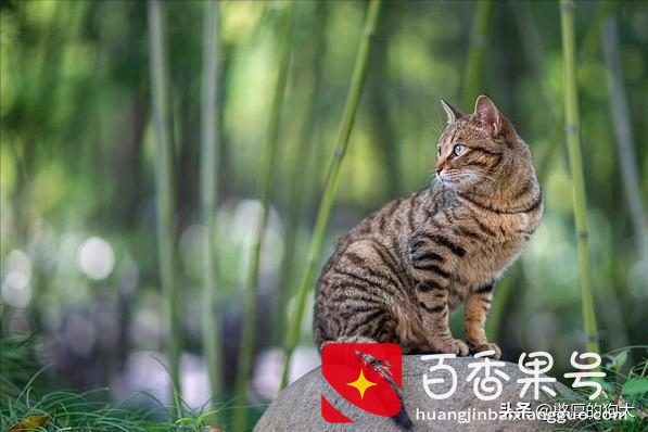 为什么不能养狸花猫？