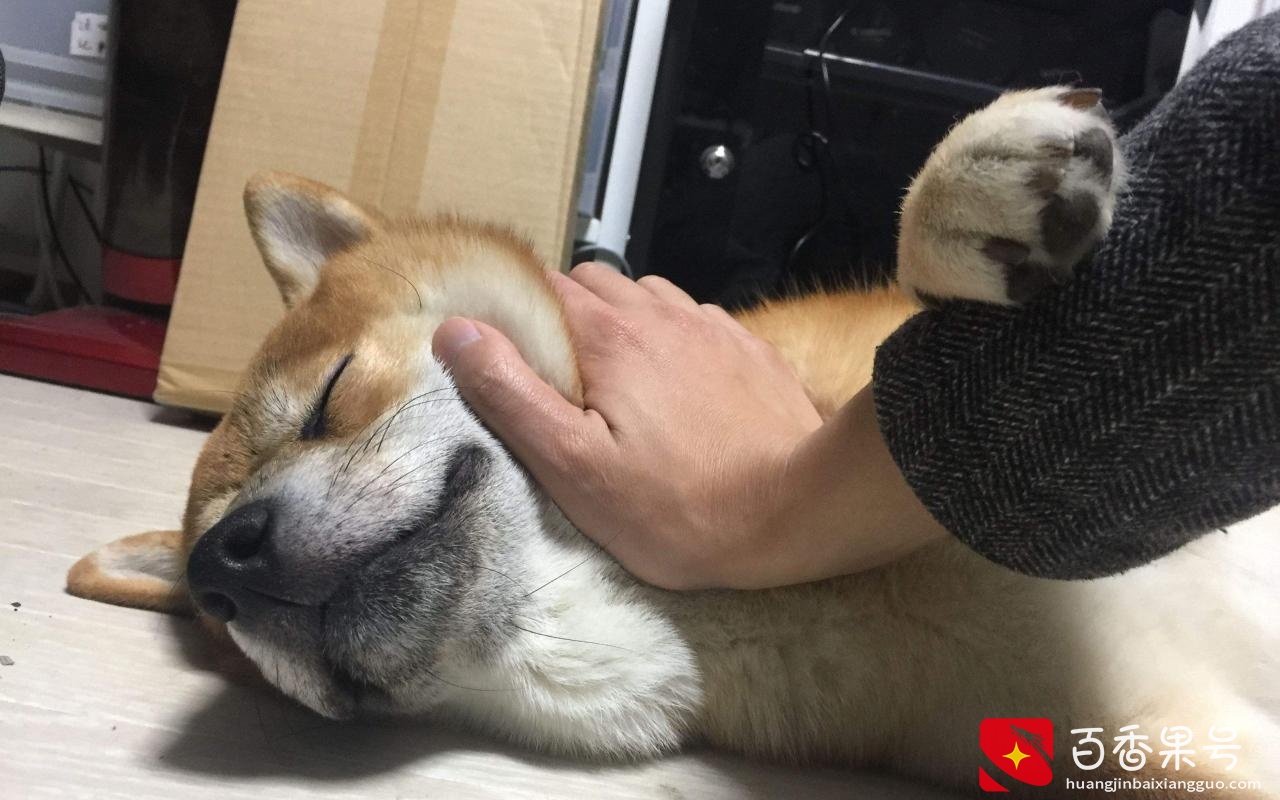 养柴犬的“6大坏处”，养了之后肠子都悔青了