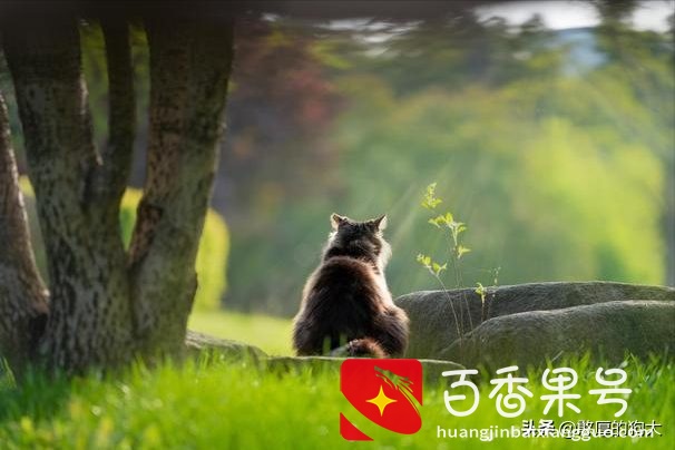 为什么不能养狸花猫？