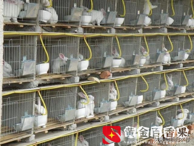 养一千只兔子一年利润？养一千只兔子一年能赚多少钱？