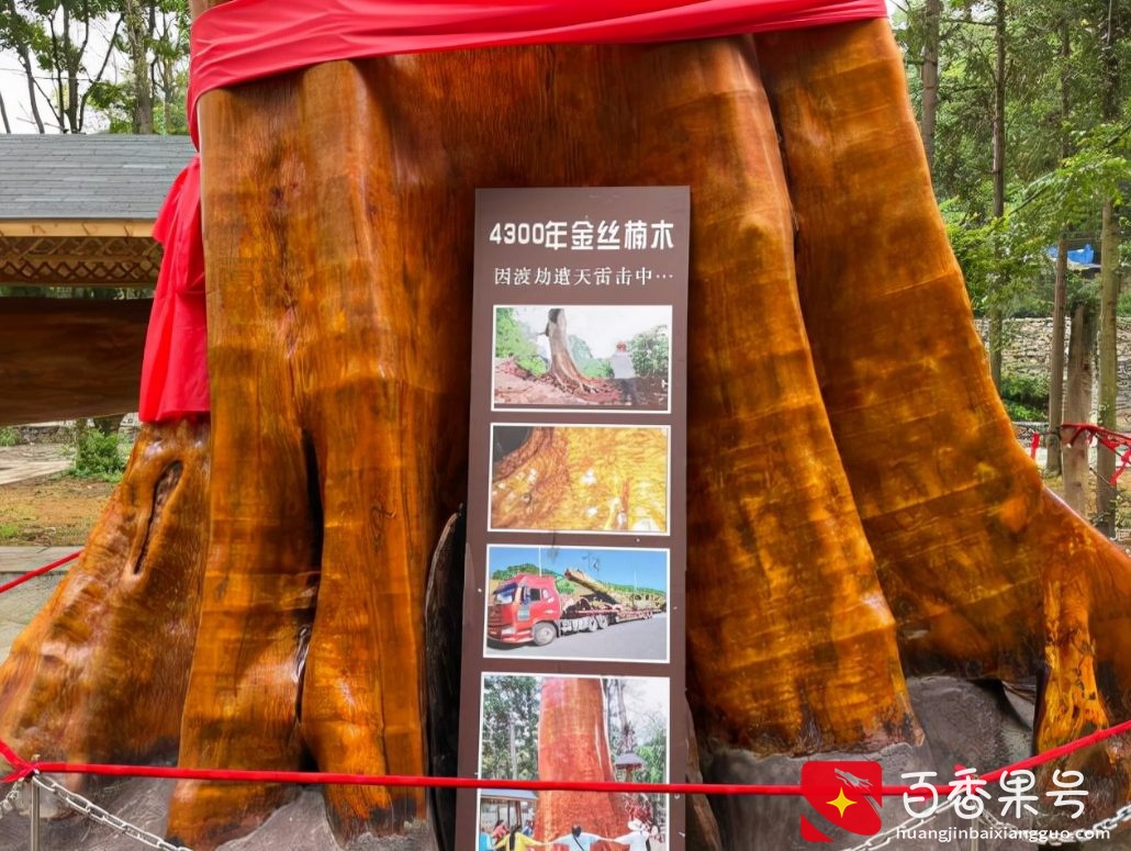 一棵树能卖2.3个亿！金丝楠木那么贵，树苗12元为何却没人愿种？