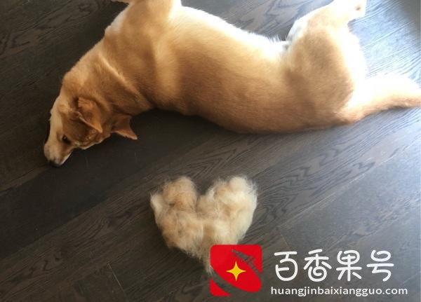 养柴犬的“6大坏处”，养了之后肠子都悔青了