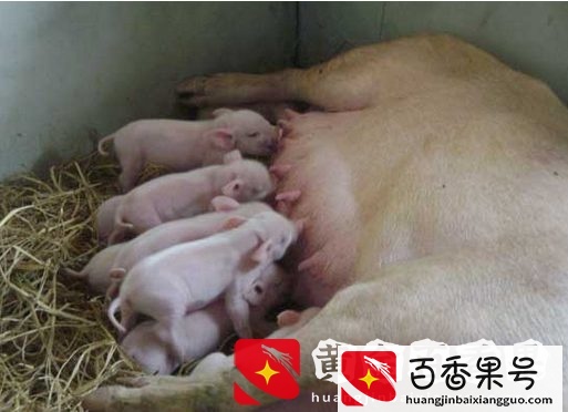 经验分享：母猪的正常体温你知道吗？通过体温看母猪健康