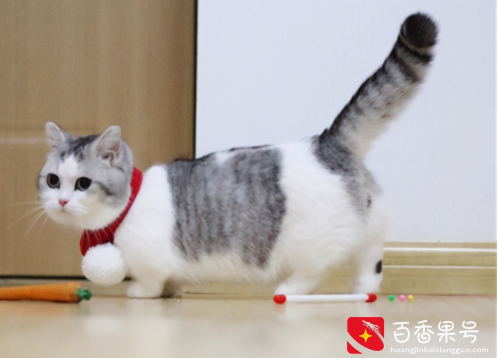 “脾气最好”的6种猫，温顺不伤人，最适合新手养