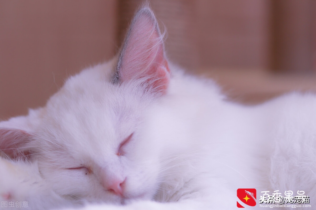 土猫可以当宠物猫养吗？它们有什么不同的地方？