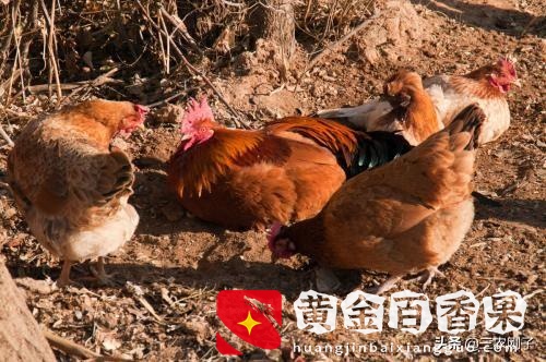 纯土鸡卖160元一只贵吗？纯土鸡多少钱一斤？