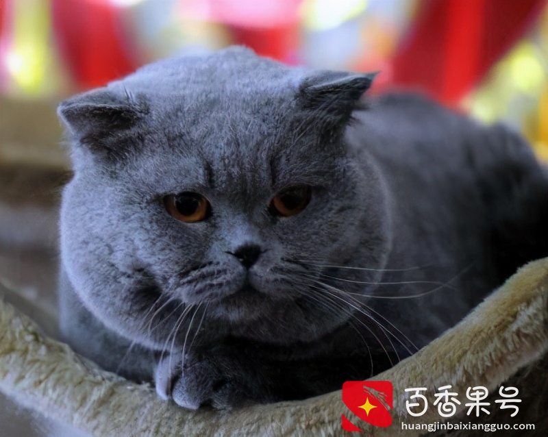 不易生病又好养的5种猫，真的太省心了