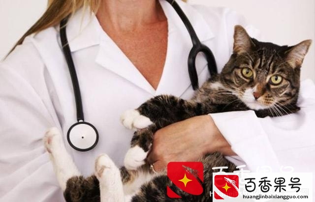 猫咪绝育一般多少钱